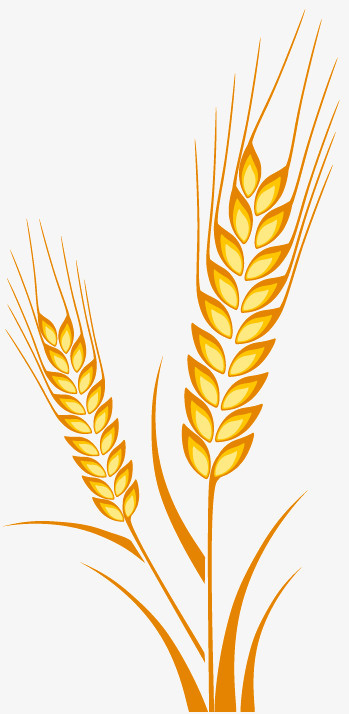 從金黃麥浪到數字界面 軟件設計制作的豐收之旅